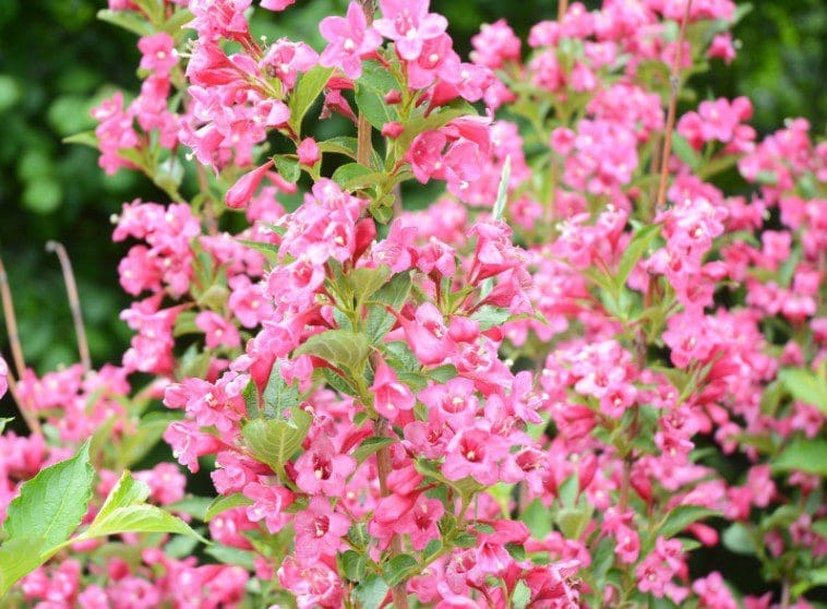 Weigela Weigela