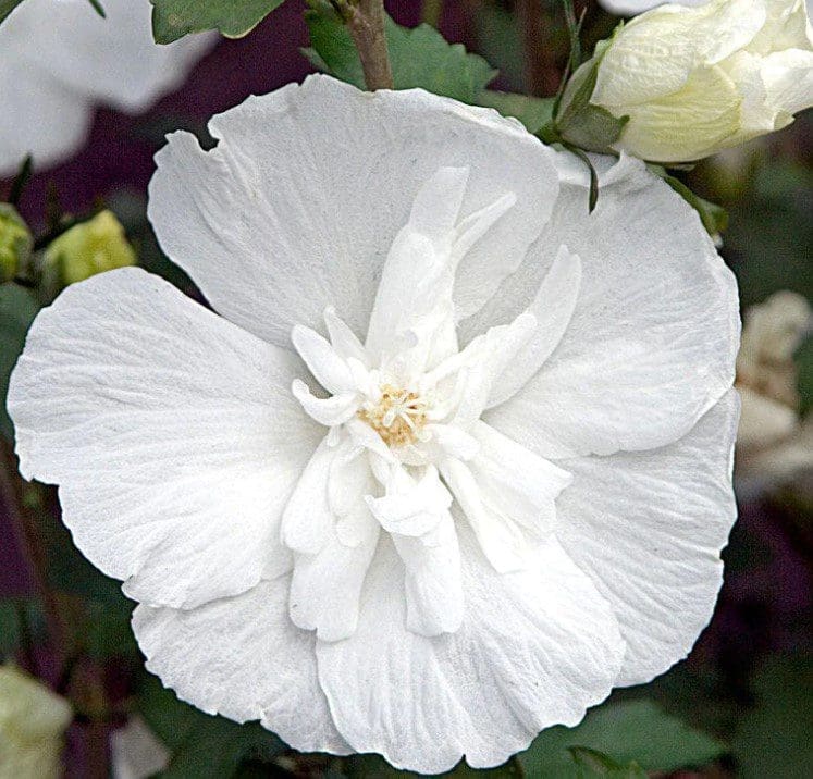 White Chiffon Hibiscus White Chiffon Hibiscus