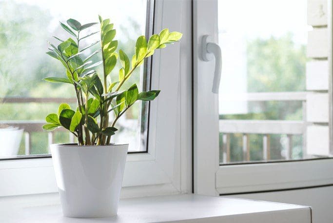 Zamioculcas Zamiifolia Zamioculcas Zamiifolia