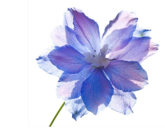 delphinium delphinium