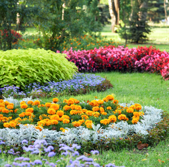 marigolds flower border marigolds flower border