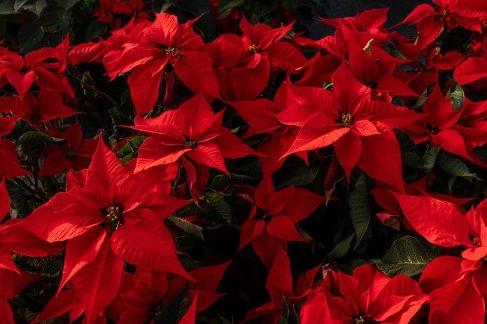 poinsettia poinsettia