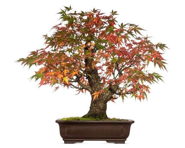 Acer japonicum bonsai Acer japonicum bonsai