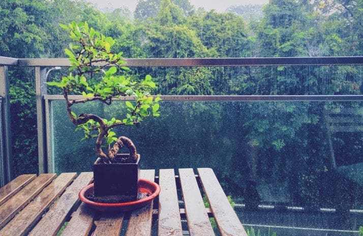 Bonsai Tree Bonsai Tree