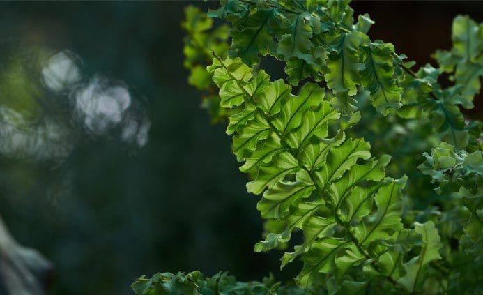 Boston Fern Boston Fern