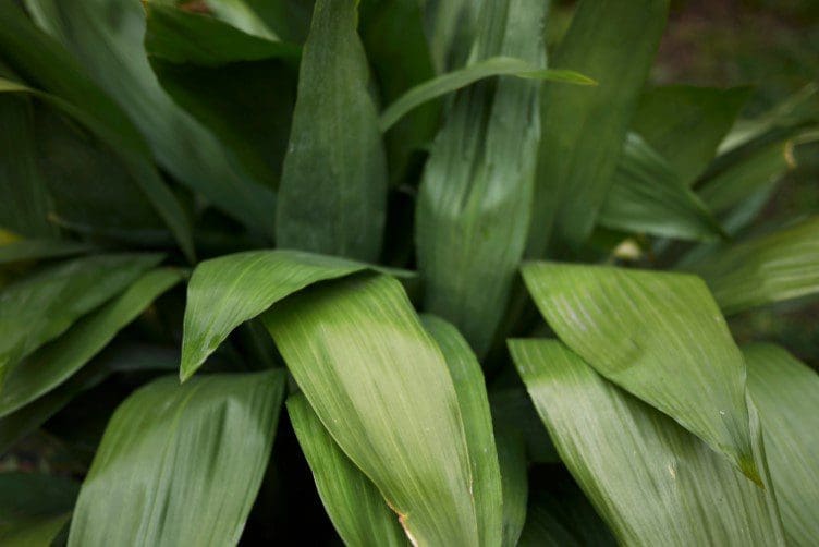 Cast Iron Plant Cast Iron Plant