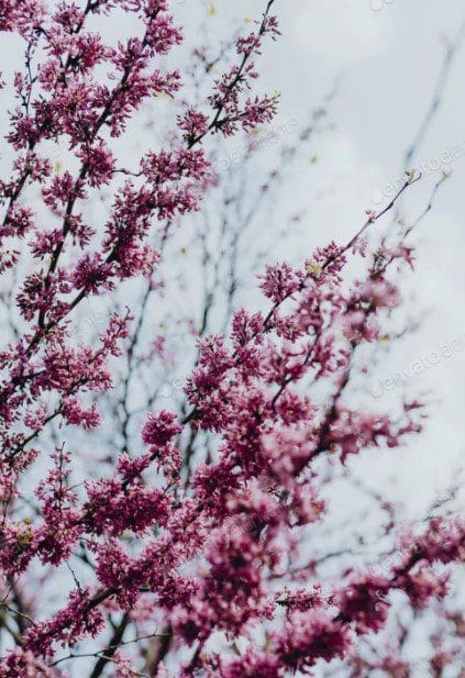 Cherry blossom tree