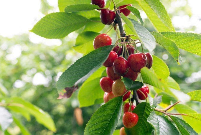 Cherry tree with ripe cherries Cherry tree with ripe cherries