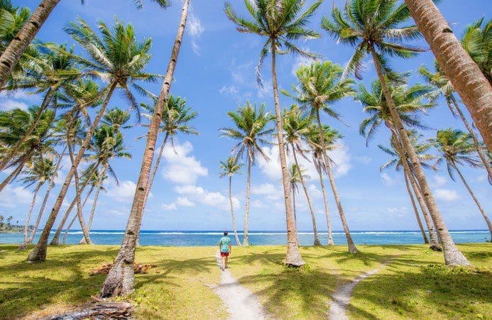 Coconut Tree Coconut Tree