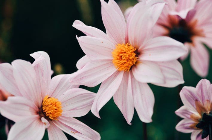 Cosmos flower Cosmos flower