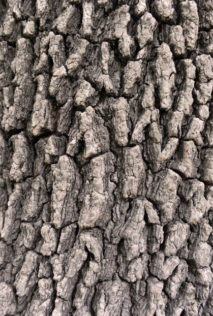 Elm Tree Bark