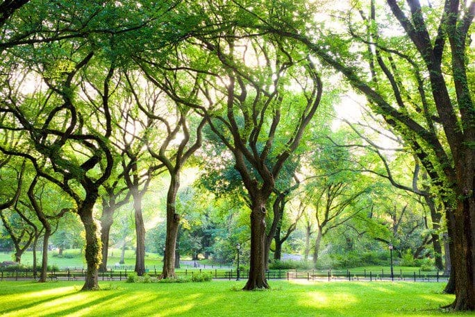 Elm Trees Elm Trees