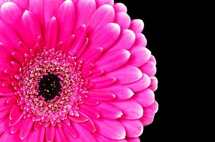 Gerbera Daisy Gerbera Daisy