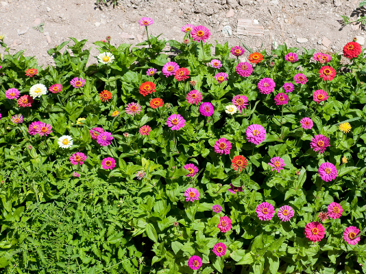 Gerbera daisies in Garden Gerbera daisies in Garden