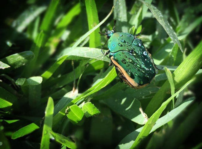 June Beetle June Beetle