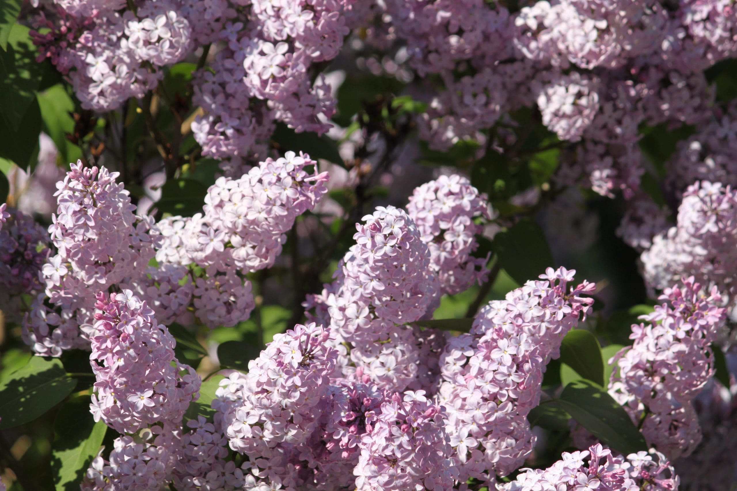 Lilac Lilac