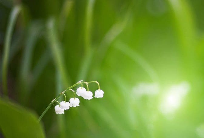 Lily of the Valley Lily of the Valley