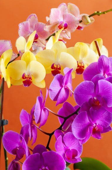 Moth orchid Moth orchid