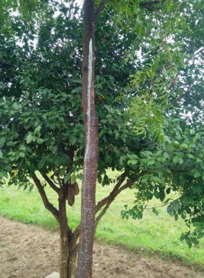 Neem Tree Vertical Neem Tree Vertical
