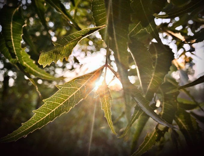 Neem Tree Neem Tree
