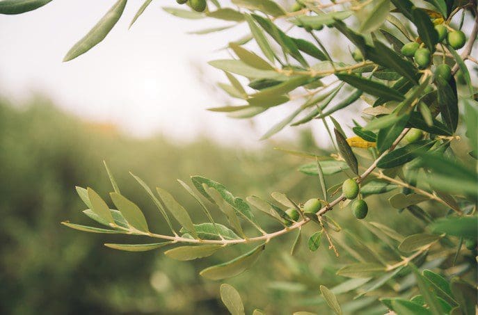 Olive Tree Olive Tree