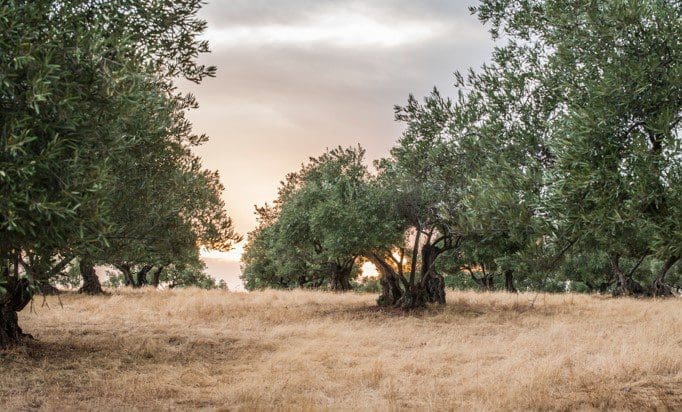 Olive trees Olive trees
