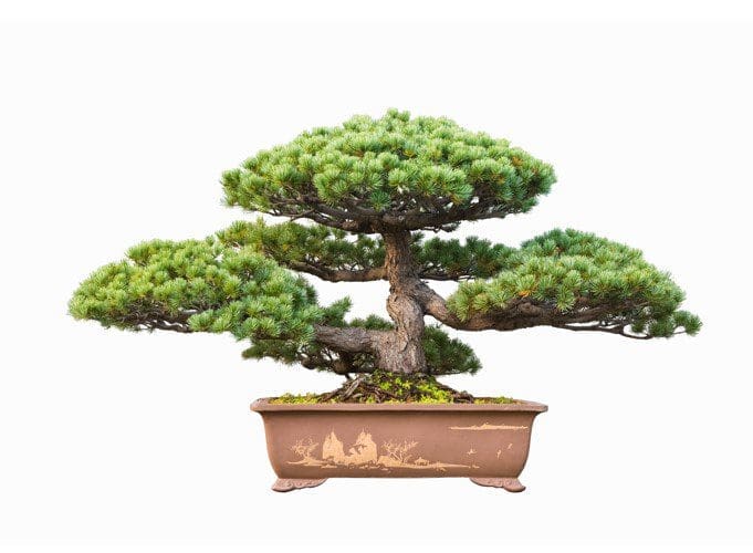 Pine Bonsai Pine Bonsai