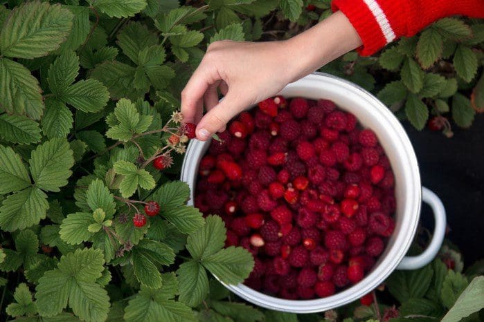 Raspberry Picking Raspberry Picking