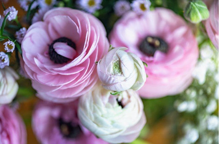 Ranunculus Ranunculus