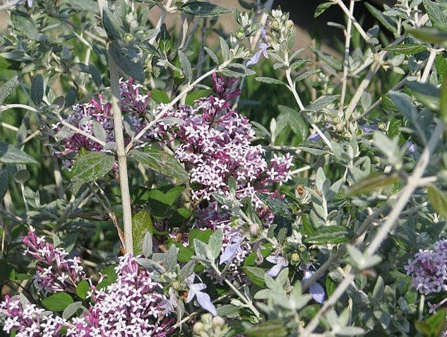 Syringa Red Pixie Syringa Red Pixie