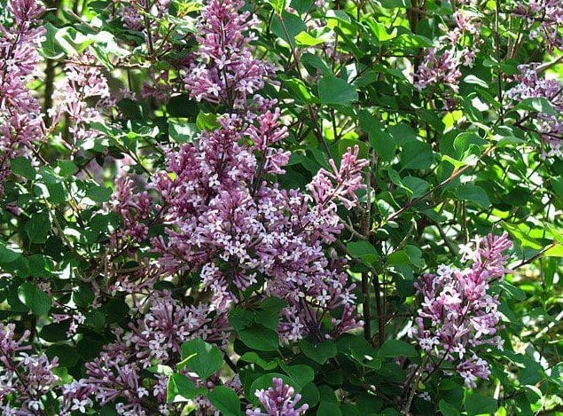 Syringa meyeri Palibin Syringa meyeri Palibin
