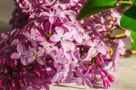 Syringa microphylla Superba Syringa microphylla Superba