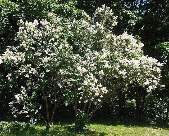 Syringa vulgaris Mme. Lemoine Syringa vulgaris Mme. Lemoine