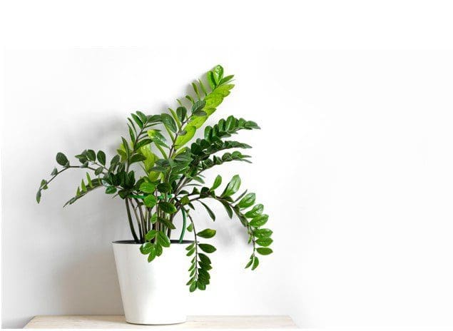 Zamioculcas Zamiifolia Zamioculcas Zamiifolia