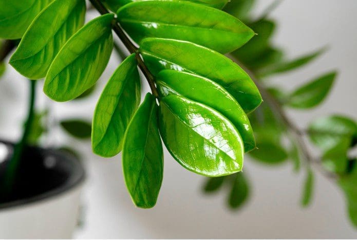 Zamioculcas Zamioculcas