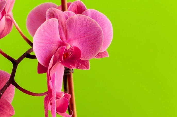 phalaenopsis phalaenopsis