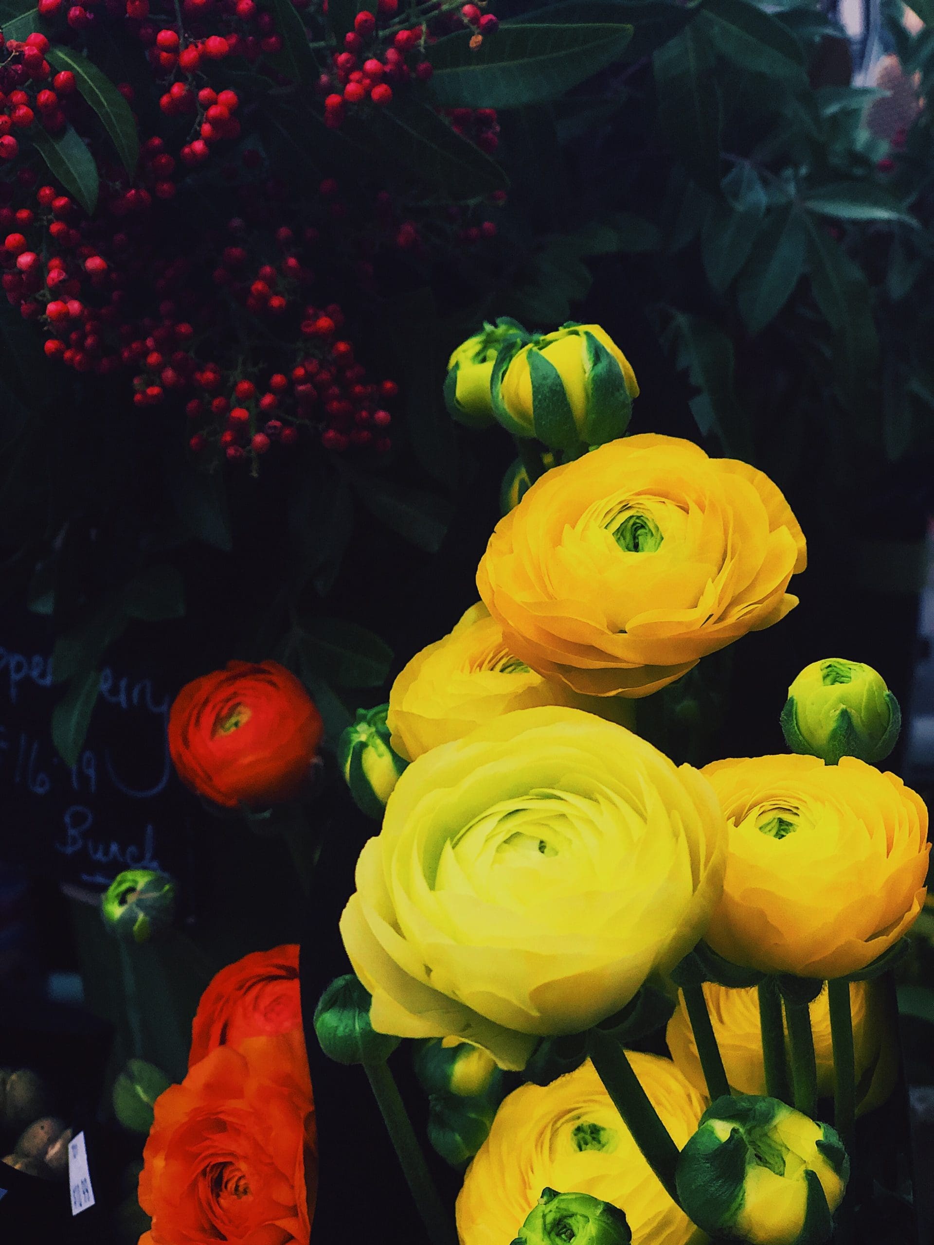 ranunculus flowers ranunculus flowers