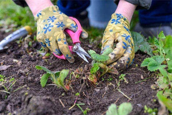weeding strawberry weeding strawberry