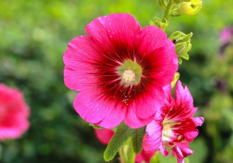 Hollyhocks Hollyhocks