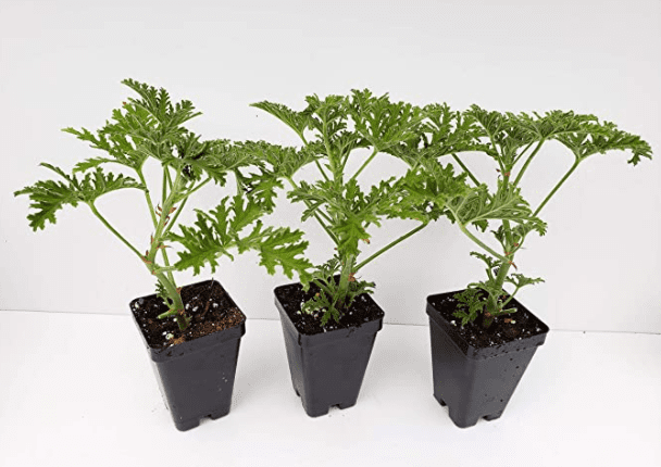Live Citronella Starter Plants Live Citronella Starter Plants