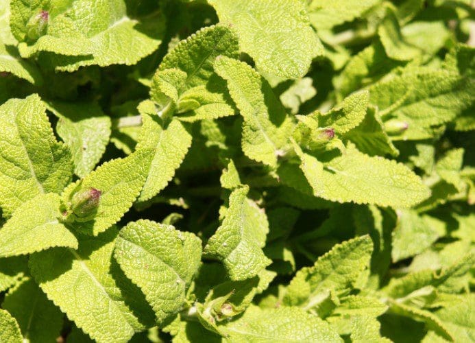Sage Green Sage Green