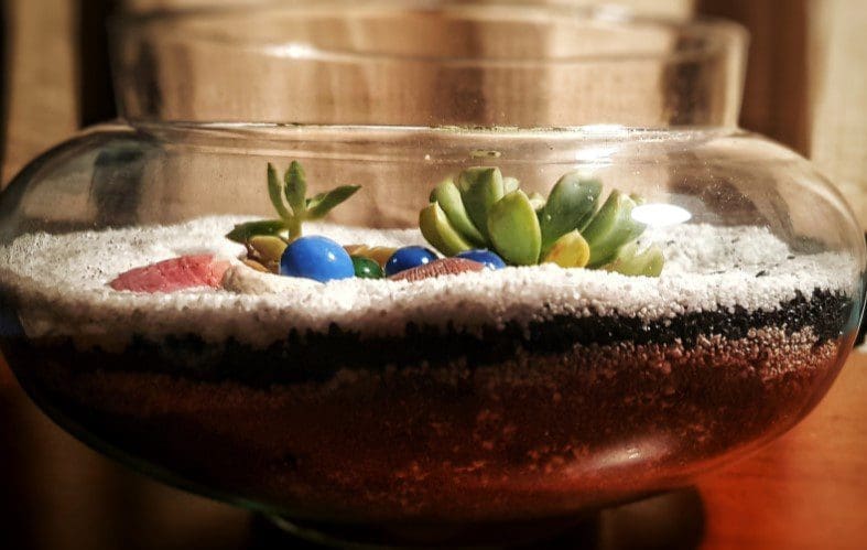 Terrarium Terrarium