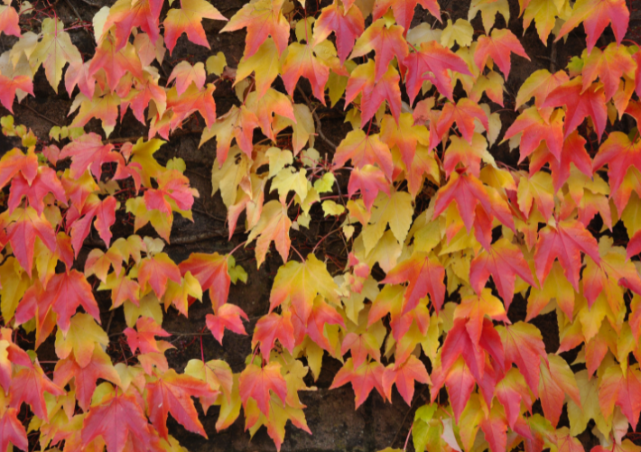 Virginia Creeper Virginia Creeper
