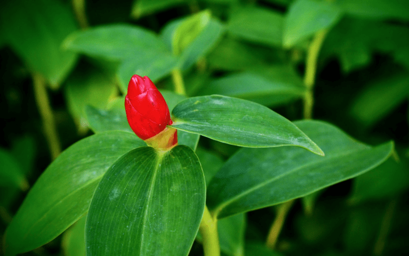 Wild Ginger Wild Ginger