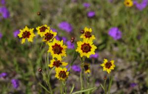 Coreopsis Dryopteris Coreopsis tall tickseed