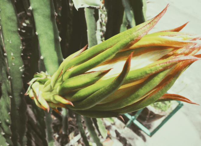 Dragon fruit Dragon fruit