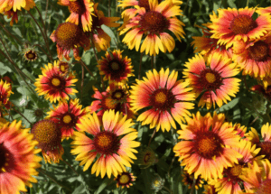 Heleniums (Sneezeweed) Heleniums Sneezeweed