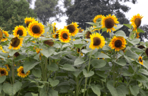 Helianthus (Sunflowers) Helianthus Sunflowers