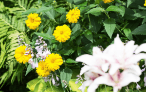 Heliopsis Heliopsis false sunflowers