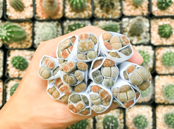 Lithops Lithops